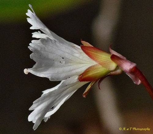 {Shortia galacifolia}